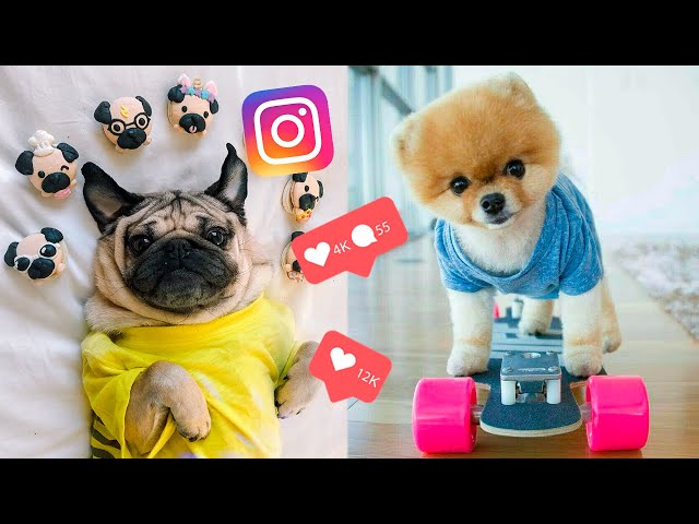 The Most POPULAR DOGS To Follow On INSTAGRAM
