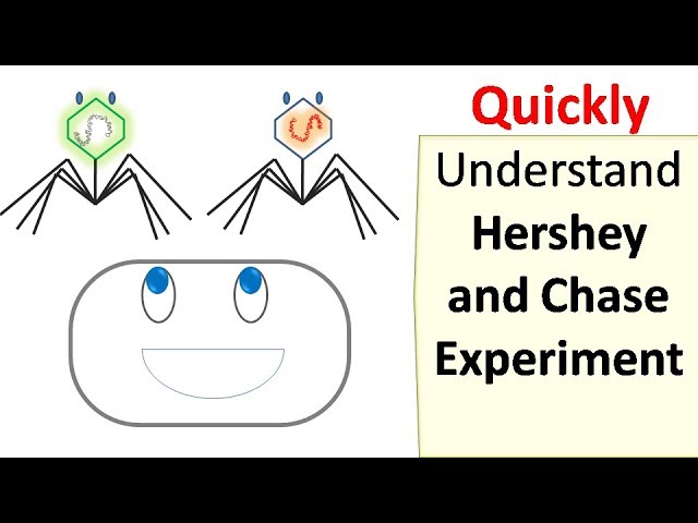 Hershey and Chase experiment