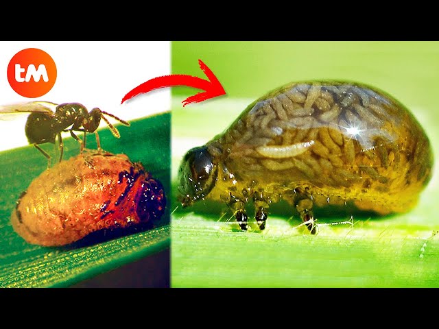 10 ZOMBIE ANIMALS Controlled By PARASITES 🦟😱