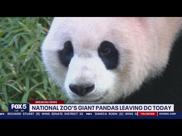 Giant pandas depart DC’s National Zoo for China