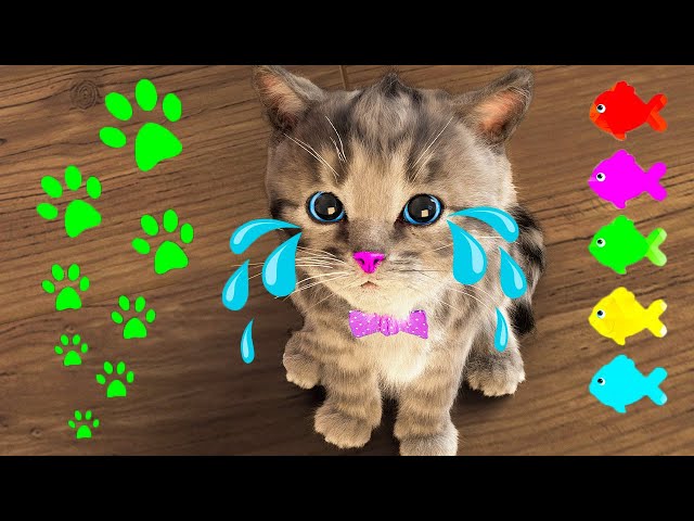 BEST LITTLE KITTEN ADVENTURE - FUN EDUCATIONAL CARTOON VIDEO FOR FAMILY - CUTE CAT STORY