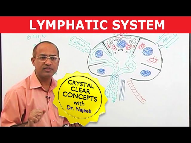 Introduction to Lymphatic System | Lymph Nodes