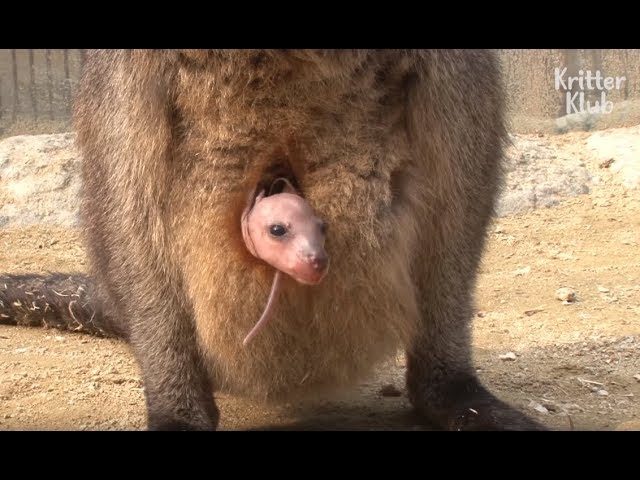 Baby Wallaby Hides From Violent Father | Kritter Klub