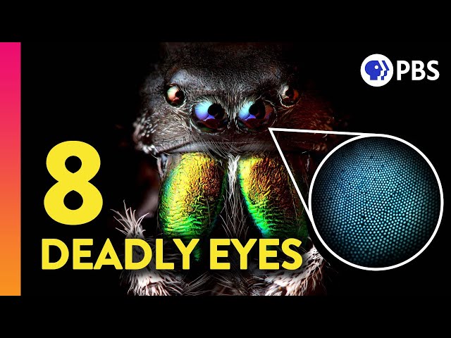 The Amazing (and Deadly) Science of Jumping Spider Vision