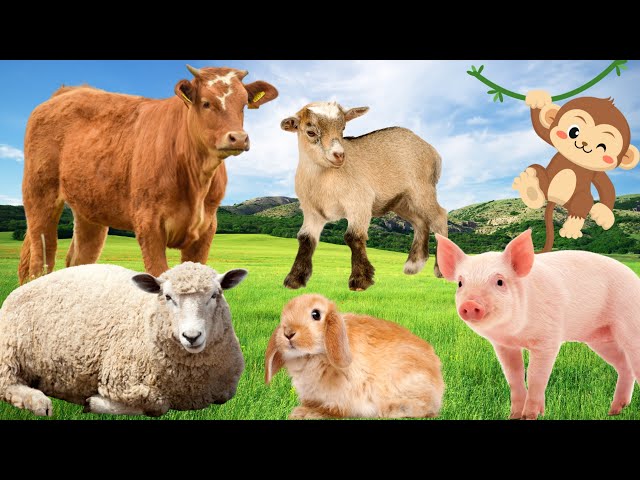 Have fun with animals - Cows, pigs, dogs, monkeys, sheep - Familiar animals