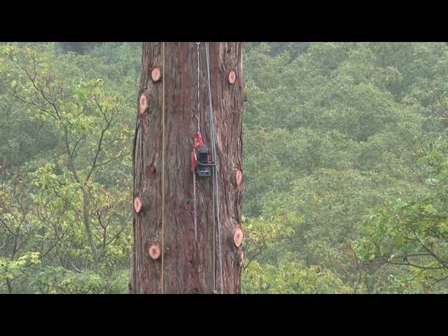 Démontage d'un séquoia géant - FTC Tree