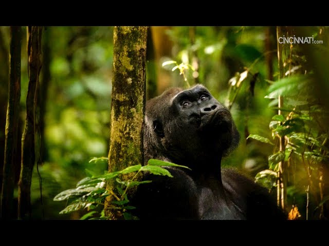 Where the gorillas live a journey in the Congo