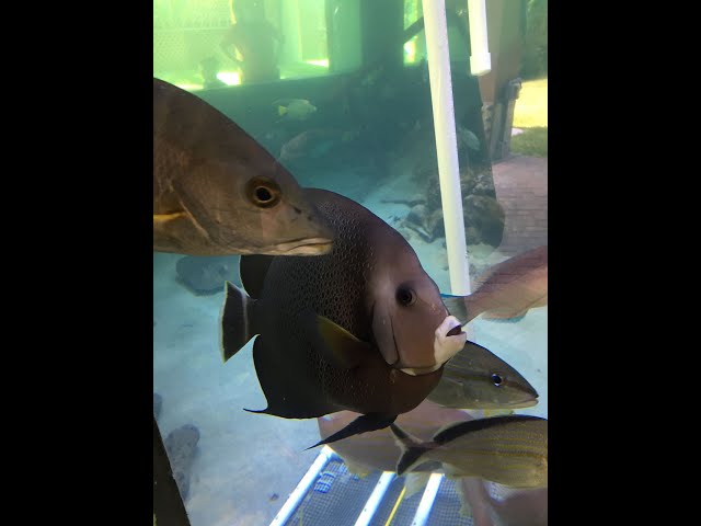 Gumbo Limbo Nature Center, Boca Raton, FL - Aquarium, Butterfly Garden, Intracoastal Waterway-1080HD