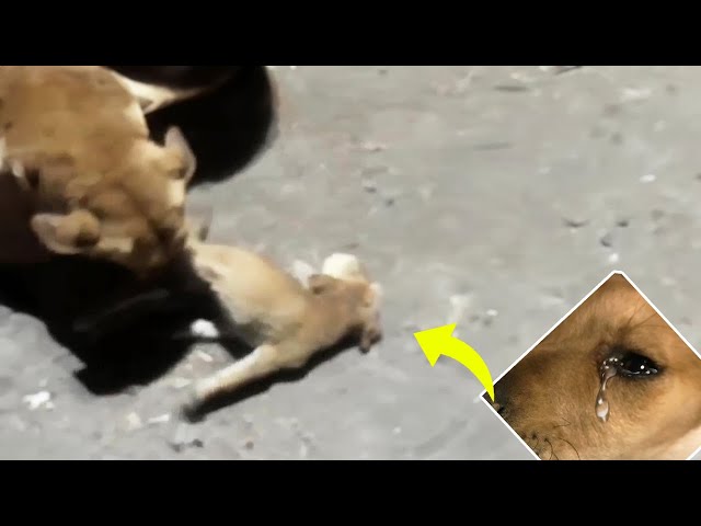 Mama dog cried loudly while dragging her injured puppy, "please save my boy"