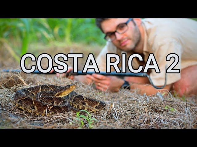 Behind the scenes - herping Costa Rica 2, venomous snakes, pit vipers, bushmaster, Terciopelo