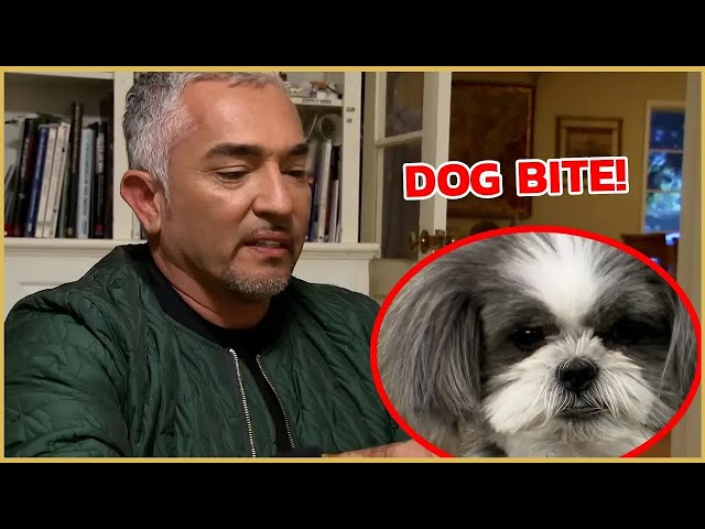 How To Create Boundaries with Your Dogs | Cesar911