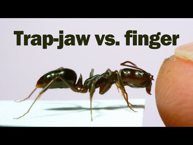 Does the snap of a trap-jaw ant hurt?