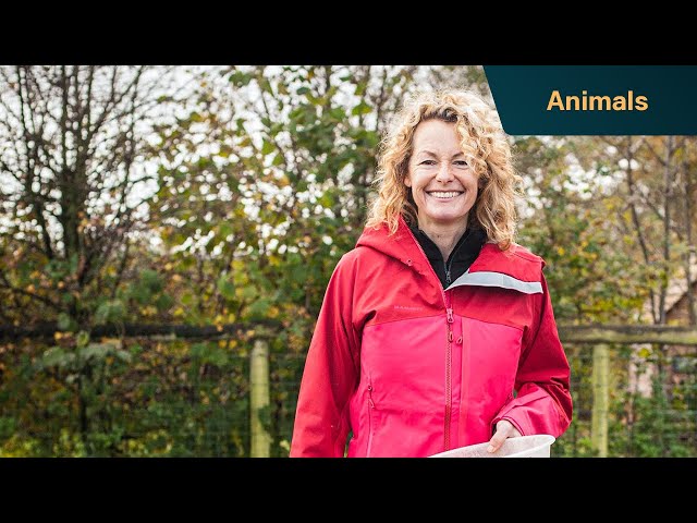 How farmers scan sheep for baby lambs | Escape to the Farm with Kate Humble