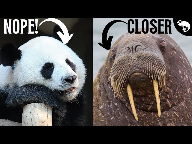 Pandas Aren't Bears (They're Closer To Walruses)