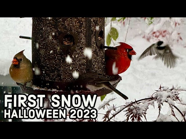 Birds eating at Feeder in SW Michigan - First Snow on Halloween 2023