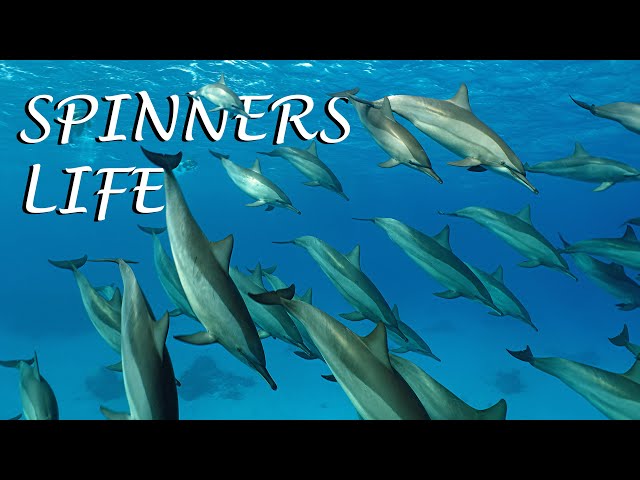 Spinners Life 🐬