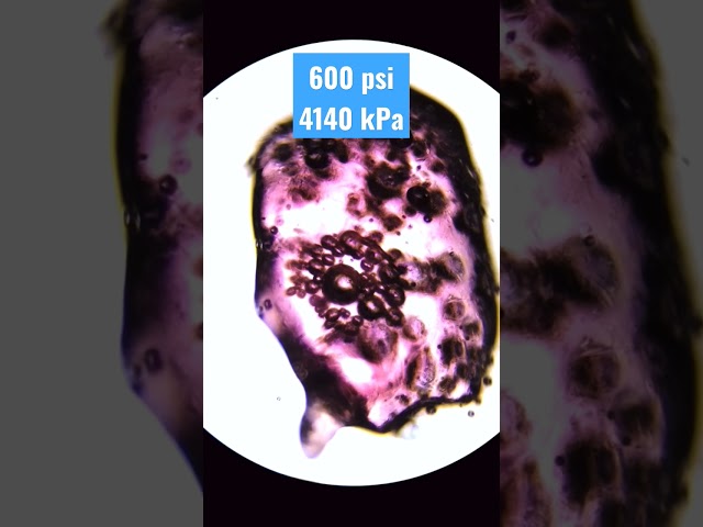 Pop rocks 600 psi explosions under the microscope