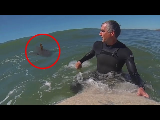 6 Shark Encounters That Will Freak You Out
