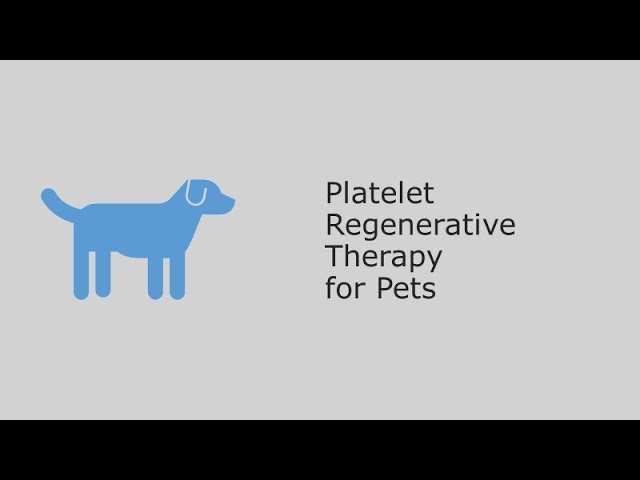 Platelet Regenerative Therapy for Pets