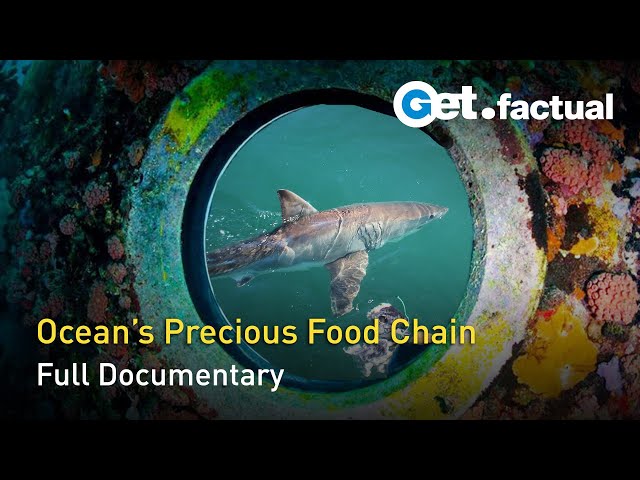 Ocean Heroines - The Connected Planet | Full Documentary