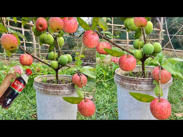 Amazing new technique; for reproducing mango trees in apples get fruit fast fast