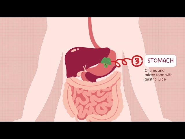 Digestive system video | Digestive System journey of human body |✓