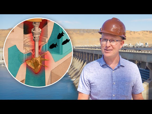 How Fish Survive Hydro Turbines