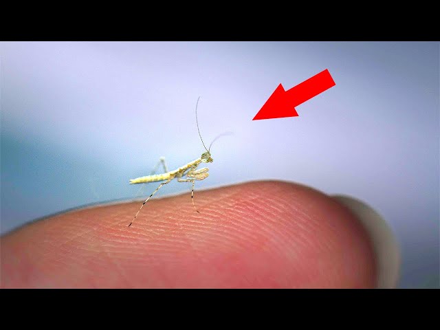 The SMALLEST INSECTS In The World