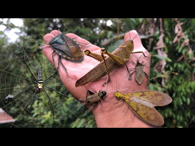 found a giant shield bug‼️catch golden orb spider, crickets, dobsonfly, giant grasshopper