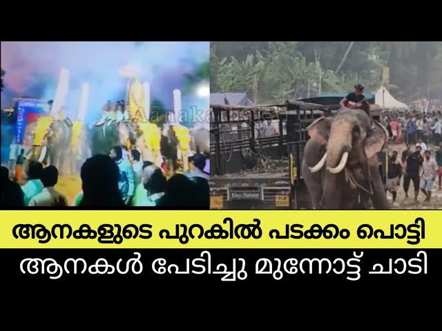 ആനകളുടെ പുറകിൽ പടക്കം പൊട്ടിച്ചു, പേടിച്ച ആനകൾ മുന്നോട്ടു ചാടി | Kerala elephant festival videos