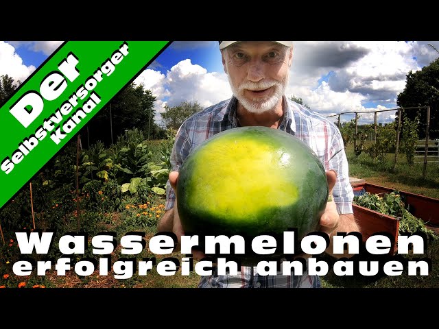 Wassermelonen im Freiland selbst anbauen.