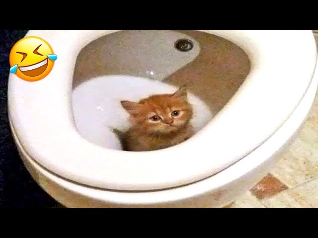 New Funny Videos 2023 😍 Cutest Cats and Dogs 🐱🐶 Part 6