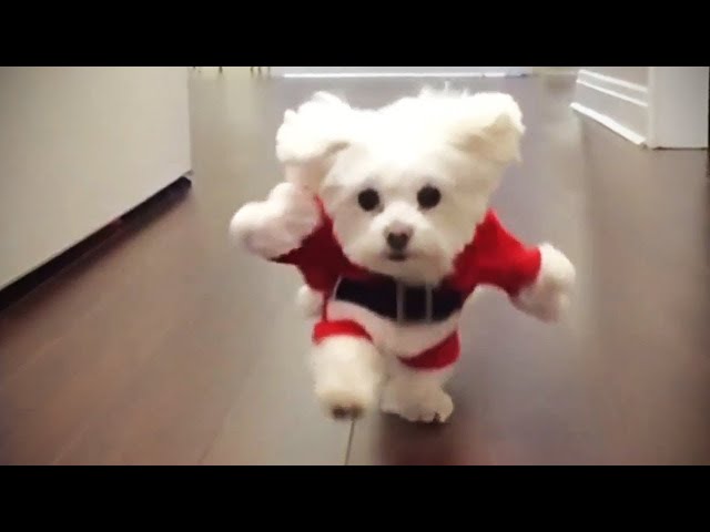 Funny Dogs In Costumes