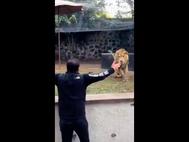 Lion Sees Her Dad After YEARS!