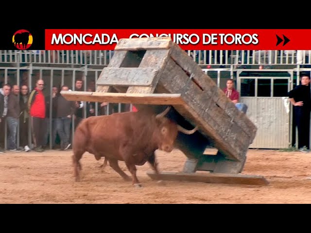 CONCURSO DE TOROS ◾ MONCADA ◾  (Benavent / Alba Atenea / F.Machancoses/ G.Vidal / Parejo / H. Cali)