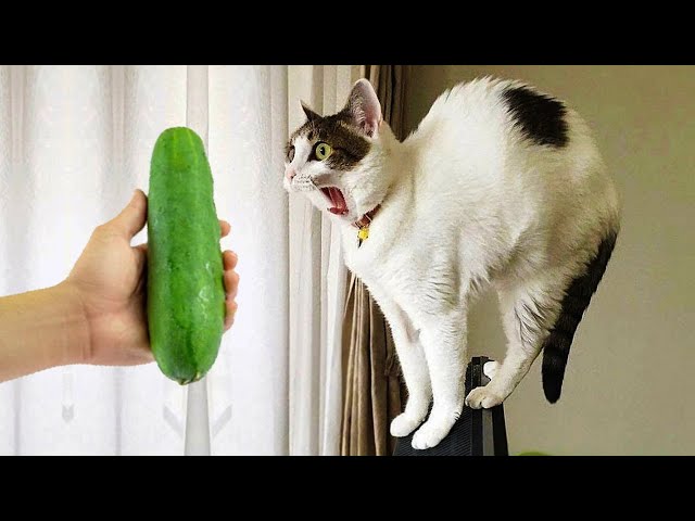 New Funny Animals 😅 Funniest Cats and Dogs Videos 😹🐶 Part 2