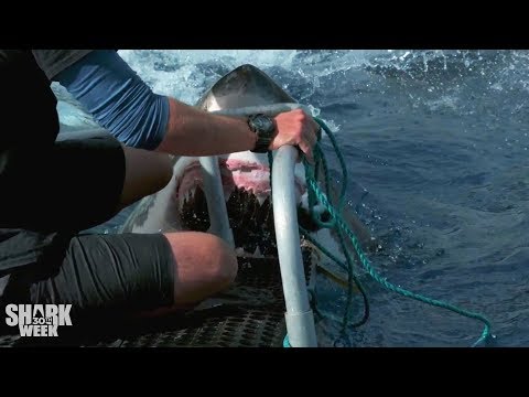 The Closest Calls | Shark Week's Most Intense Encounters
