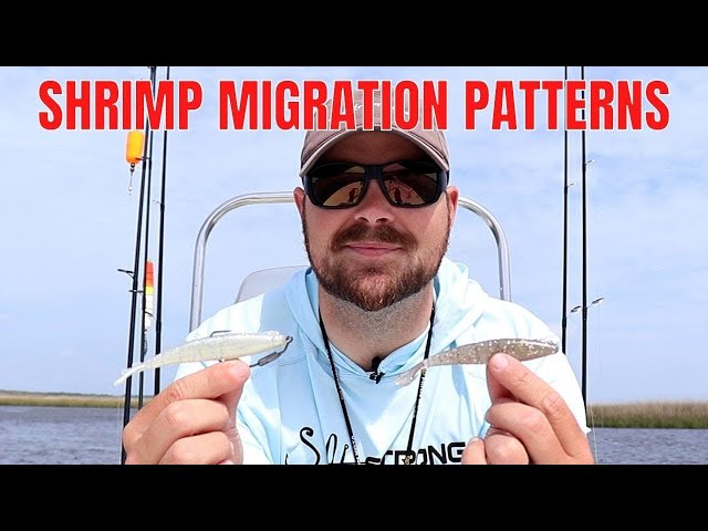 Shrimp Migration Patterns: White Shrimp VS. Brown Shrimp
