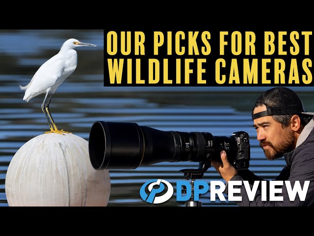 The best cameras for wildlife photography (at 3 budgets)