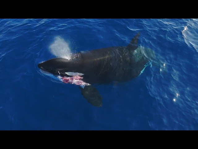 Orcas hunting dolphins in San Diego!
