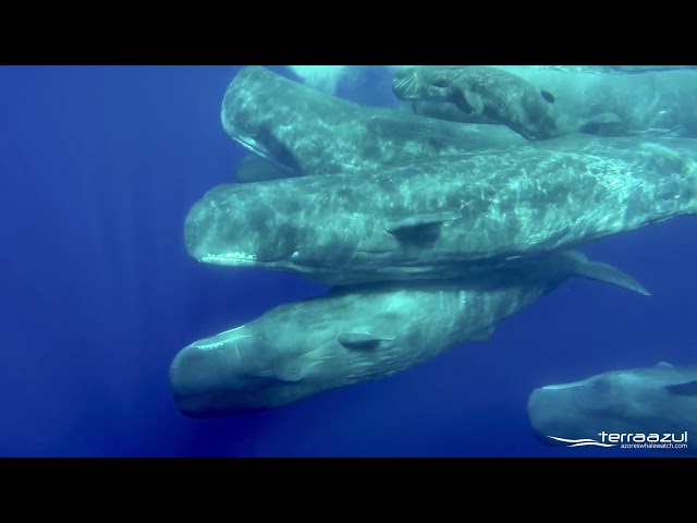 The Sound of Sperm Whales | WHALEZONE.TV