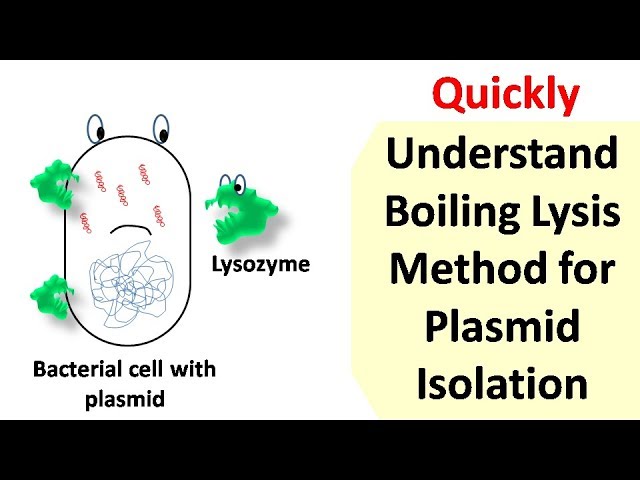 Boiling lysis method for plasmid isolation