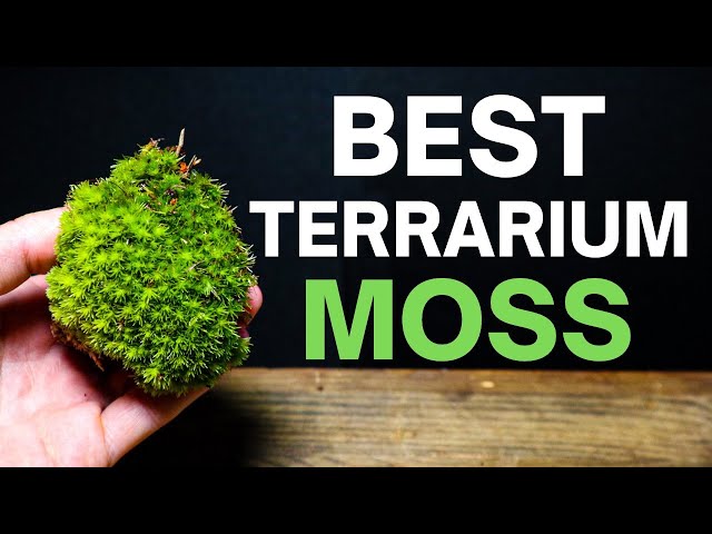 The BEST Moss For Terrariums (Top 3)