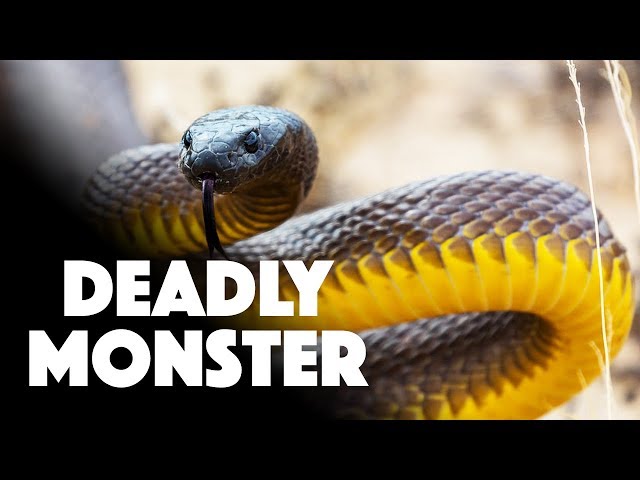 THE MOST VENOMOUS SNAKE In The World | You have to see how potent this snake's venom is