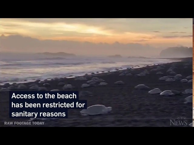 Sea turtles take over beach in Costa Rica