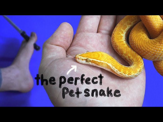 The Best Beginner Snake
