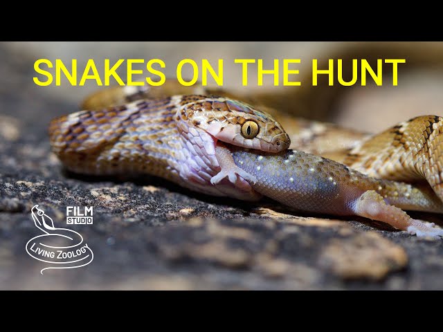 Snakes hunting and eating geckos