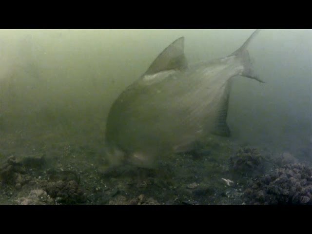 Feeder pod hladinou 2  (underwater feeder fishing - part 2)
