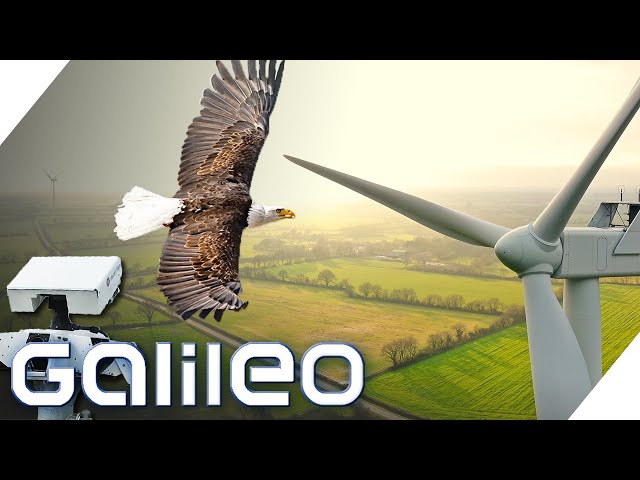 Rettet die Vögel! - Kollisions-Überwachung für Windräder | Galileo | ProSieben