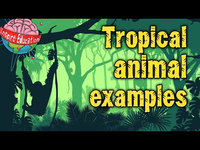 Tropical Rainforest Animals